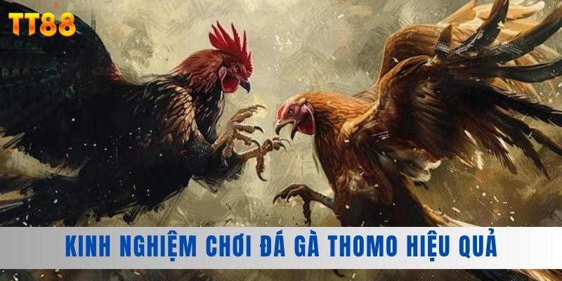 Kinh nghiệm chơi đá gà Thomo hiệu quả